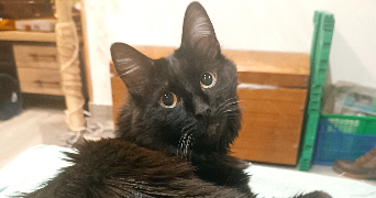 yazmin pet sitter à LES LILAS 93260_5