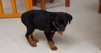 marie-pascale pet sitter à CERGY 95000_1