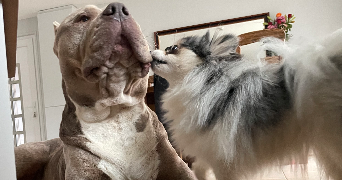 daniel pet sitter à EZY SUR EURE 27530_1