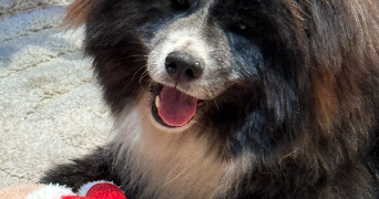 lisa pet sitter à ROMBAS 57120_5