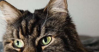 prat pet sitter à ST JEAN SAVERNE 67700_0