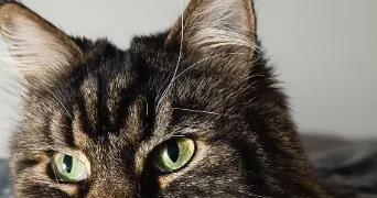 prat pet sitter à ST JEAN SAVERNE 67700