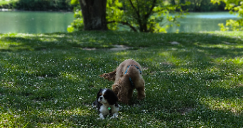 kelly pet sitter à MONTLUEL 01120_3