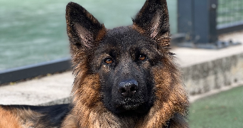 Ilona pet sitter à COULANGES LES NEVERS 58660_6