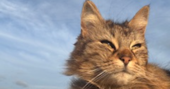 lara pet sitter à VILLENEUVE EN RETZ 44580_3