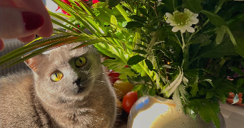 loriane pet sitter à CLERMONT FERRAND 63000_1