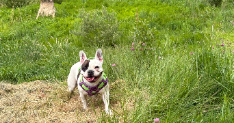 nadege pet sitter à FEILLENS 01570_2