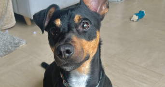 anaëlle pet sitter à STE GENEVIEVE DES BOIS 91700_1