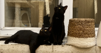 lennie pet sitter à ANGERS 49000_1