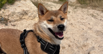 océane pet sitter à NEUVILLE DE POITOU 86170_3