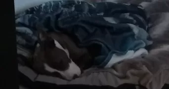 adeline pet sitter à SORGUES 84700