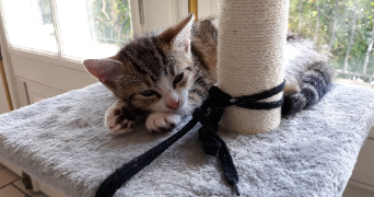 emma pet sitter à LE THUIT DE L OISON 27370_2