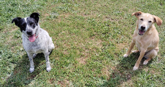 cindy pet sitter à NEUVILLE SUR OISE 95000_8