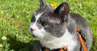 alys pet sitter à GISORS 27140_1