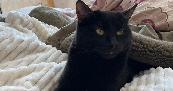 ambre pet sitter à AMBOISE 37400_2