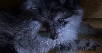 christelle pet sitter à GARGENVILLE 78440