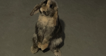amaëlle pet sitter à LIMOGES 87000_1