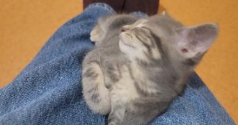 maëlys pet sitter à PLOEMEUR 56270_1
