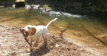 hakim pet sitter à CASTRES 81100_6