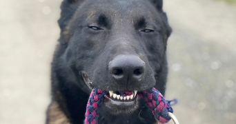 anaelle pet sitter à REIMS 51100_3