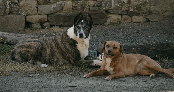 océane pet sitter à TIREPIED SUR SEE 50870_2