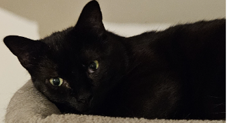 estelle-laly pet sitter à EMERAINVILLE 77184_4