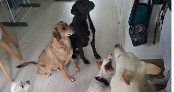 sophie pet sitter à NOZAY 91620_0