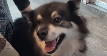 juliana pet sitter à ST ETIENNE DU ROUVRAY 76800_8