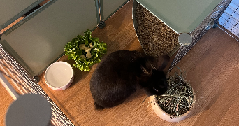 clara pet sitter à VILLEJUIF 94800_5