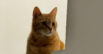 marie cat sitter à BANNE 07460_7