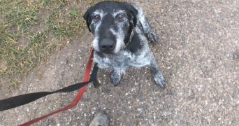 flavie pet sitter à CHAMPENOUX 54280_11