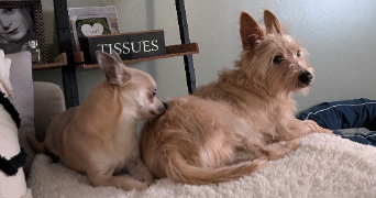 amandine pet sitter à NOYELLES SOUS LENS 62221_2