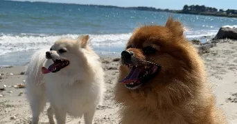 angélina dog sitter à VERT EN DROUAIS 28500