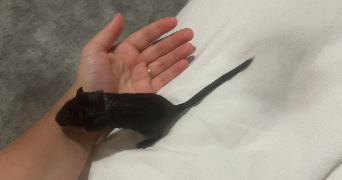 katia pet sitter à VILLEURBANNE 69100_2