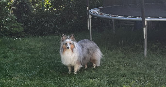karolina  pet sitter à BAILLY 78870_5