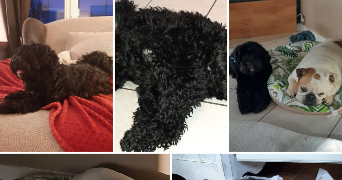 fabien pet sitter à SEINGBOUSE 57455_1