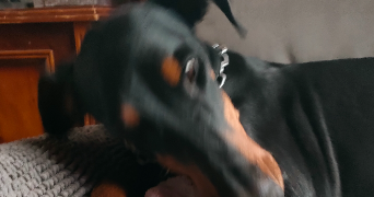 stéphanie pet sitter à SOISY SOUS MONTMORENCY 95230_4