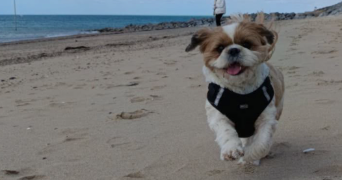 deborah pet sitter à MOIVRONS 54760_2