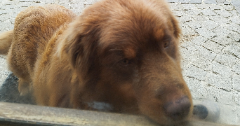 léo pet sitter à TARBES 65000_2