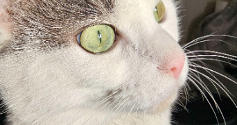 massinissa pet sitter à PARIS 18 75018_1