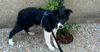 clemence pet sitter à AGEN 47000_5
