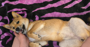 olivia pet sitter à ANZIN 59410_4