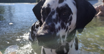 maria pet sitter à LA BOISSE 01120_2