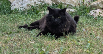 julia pet sitter à GRANE 26400_2