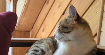 lea pet sitter à EYSINES 33320_2