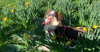 khadi pet sitter à BOULOGNE BILLANCOURT 92100_0