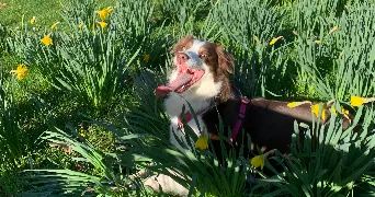 khadi pet sitter à BOULOGNE BILLANCOURT 92100