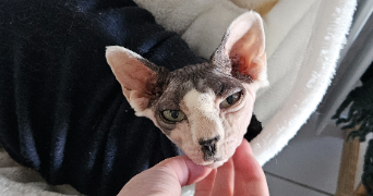 marylee pet sitter à Saint-Pierre-des-Corps 37700_3