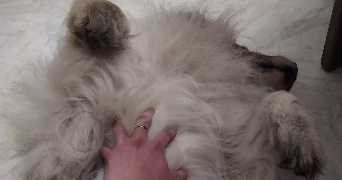 manon pet sitter à VERRIERES 10390_6