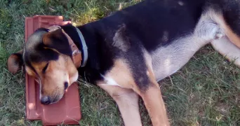 marielaure pet sitter à CHARMES 03800